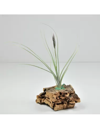 Tillandsia Holm's Mikado
