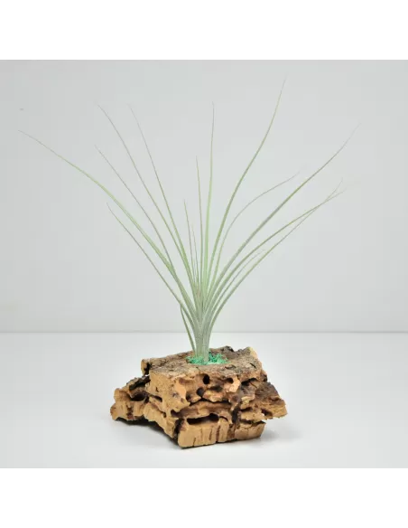 Tillandsia Holm's Mikado