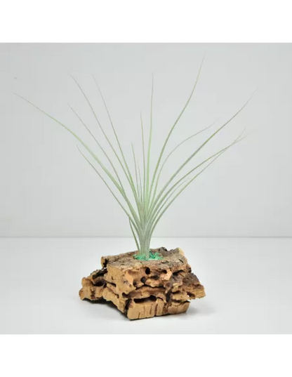 Tillandsia Holm's Mikado
