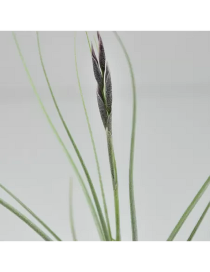 Tillandsia Holm's Mikado