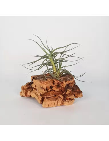 Tillandsia Holm´s Millefleur