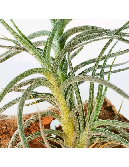 Tillandsia Holm´s Millefleur