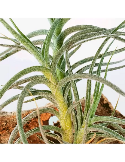 Tillandsia Holm´s Millefleur