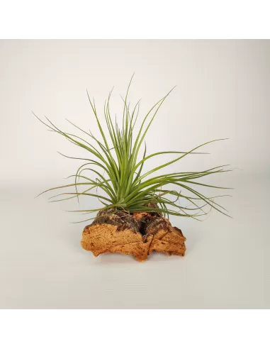 Tillandsia Holm´s Purple Star X Globosa