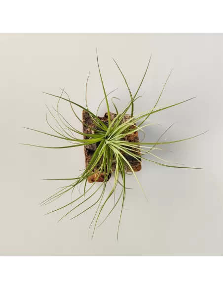 Tillandsia Holm's Purple Star X Globosa