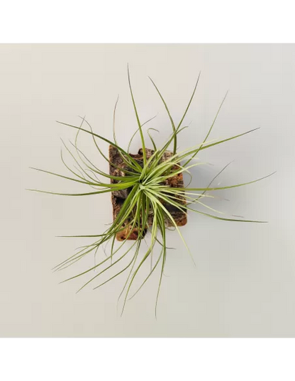 Tillandsia Holm's Purple Star X Globosa