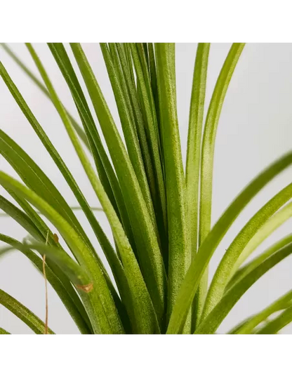 Tillandsia Holm's Purple Star X Globosa