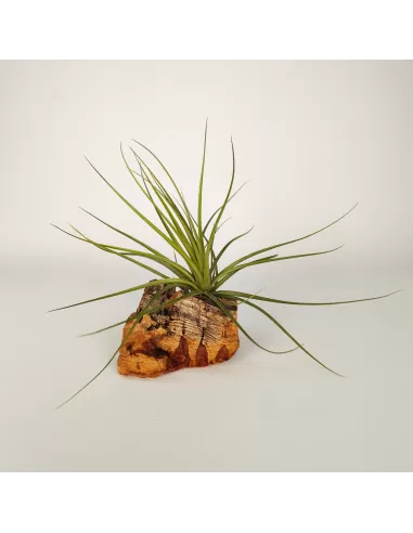 Tillandsia Holm´s Quartzite