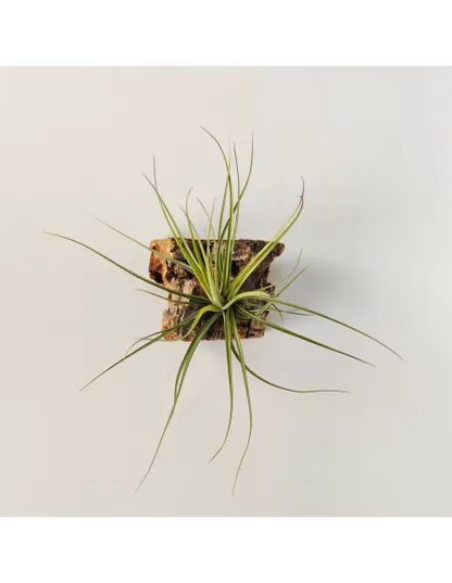 Tillandsia Holm´s Quartzite