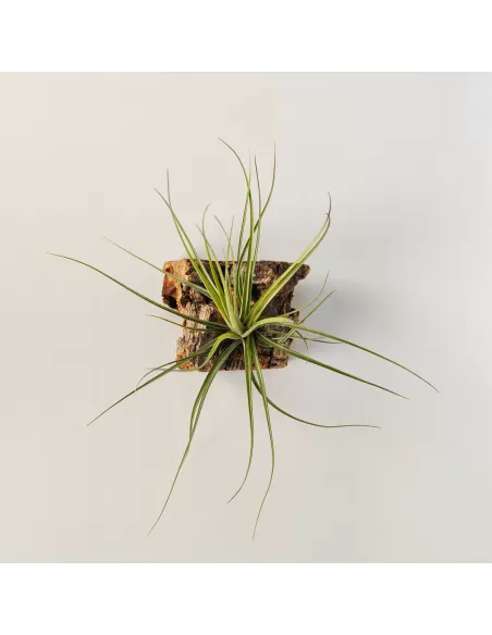 Tillandsia Holm´s Quartzite
