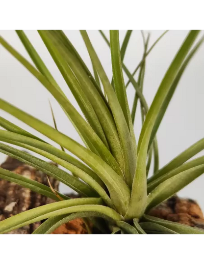 Tillandsia Holm´s Quartzite