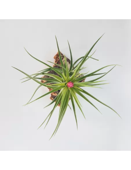 Tillandsia Holm´s Rose Quartz
