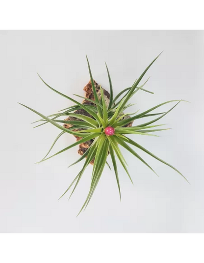 Tillandsia Holm´s Rose Quartz