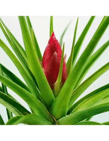 Tillandsia Holm´s Rose Quartz
