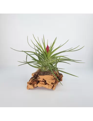 Tillandsia Holm´s Rose Quartz