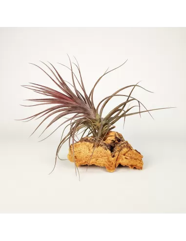 Tillandsia Holm's Rosemary