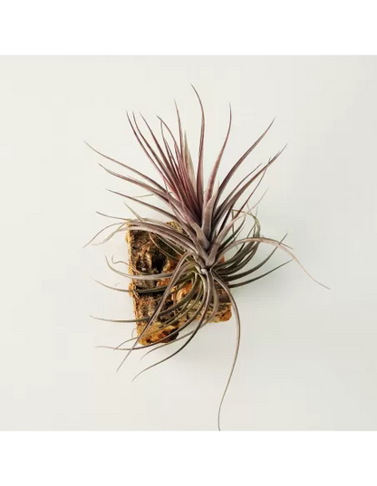 Tillandsia Holm's Rosemary