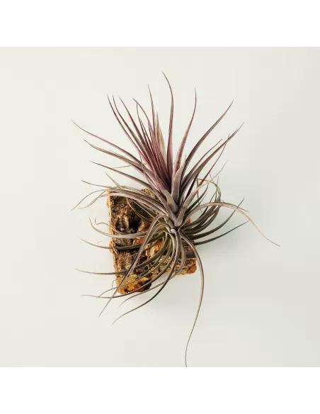 Tillandsia Holm´s Rosemary