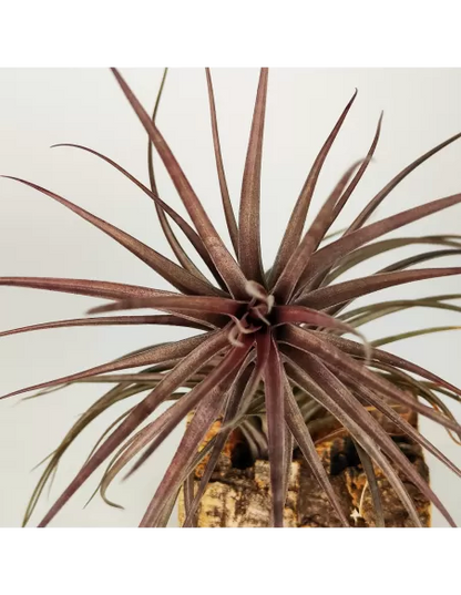 Tillandsia Holm's Rosemary