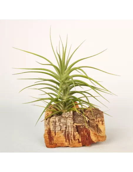 Tillandsia Holms Sapphire x Tenuifolia