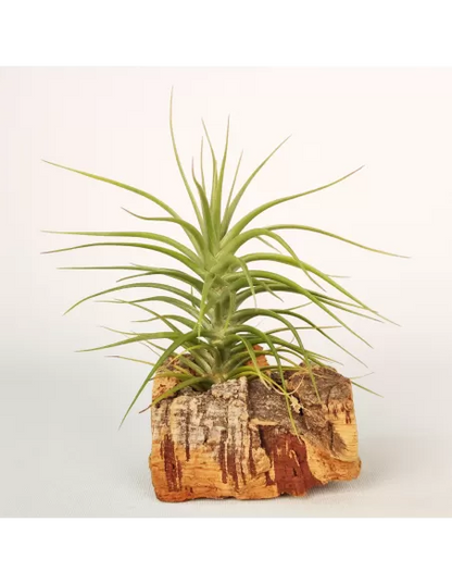 Tillandsia Holms Sapphire x Tenuifolia