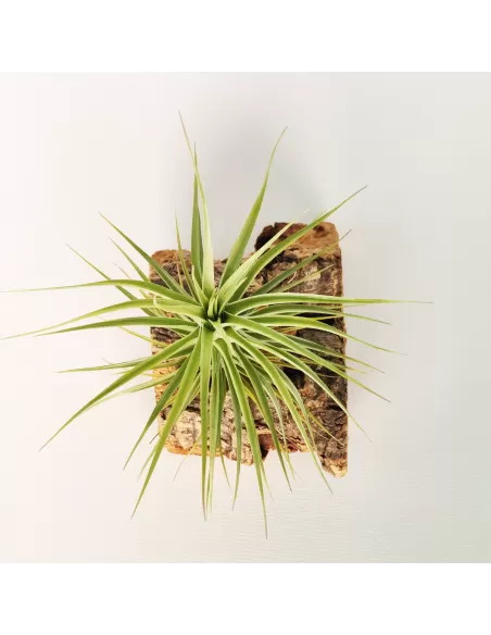 Tillandsia Holms Sapphire x Tenuifolia