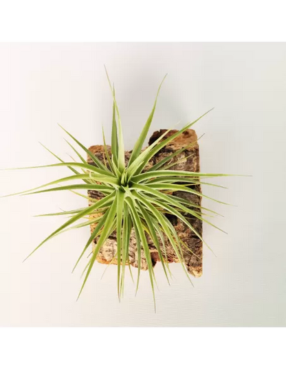 Tillandsia Holms Sapphire x Tenuifolia