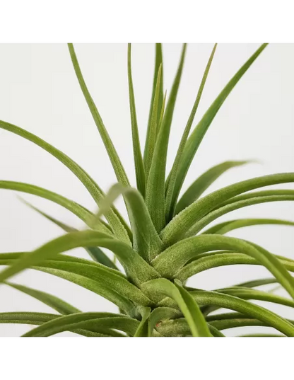 Tillandsia Holms Sapphire x Tenuifolia