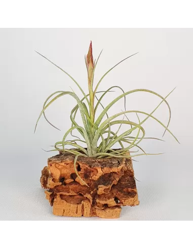 Tillandsia Holms Sesca   (Schiedeana x Baileyi)