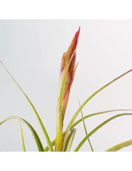 Tillandsia Holms Sesca   (Schiedeana x Baileyi)