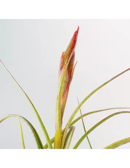 Tillandsia Holms Sesca   (Schiedeana x Baileyi)