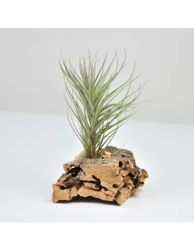 Tillandsia Holm´s Starfruit