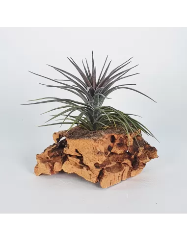 Tillandsia Holm's Twin Air