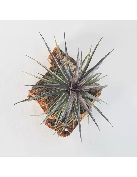Tillandsia Holm's Twin Air
