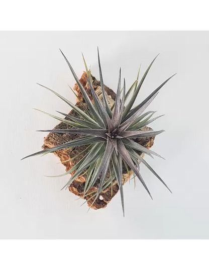 Tillandsia Holm's Twin Air