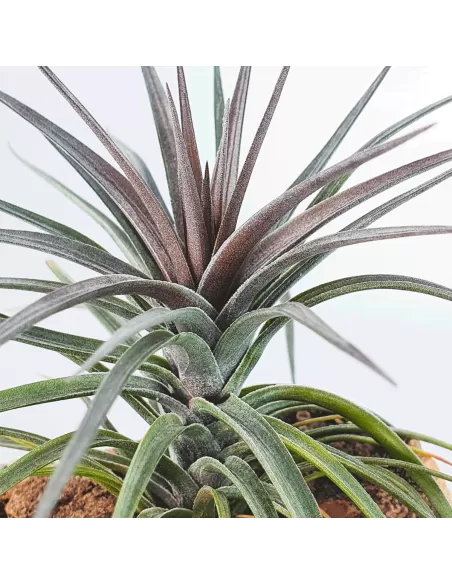 Tillandsia Holm's Twin Air
