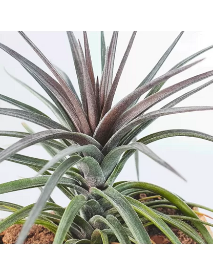 Tillandsia Holm's Twin Air