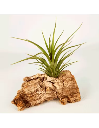 Tillandsia Holm's Twin Star x caulescens