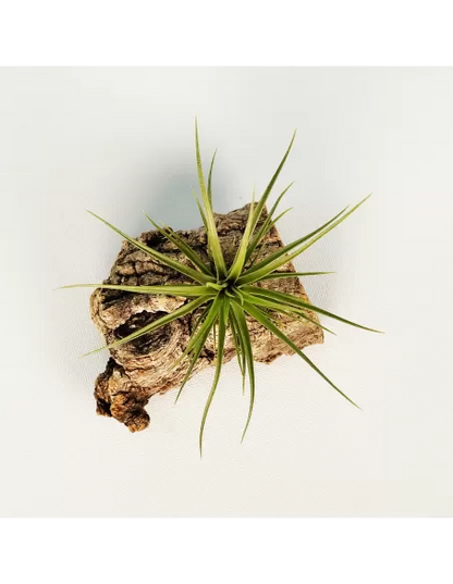 Tillandsia Holm's Twin Star x caulescens