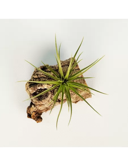 Tillandsia Holm´s Twin Star x Caulescens