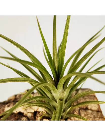 Tillandsia Holm's Twin Star x caulescens