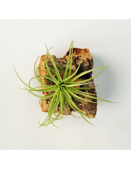 Tillandsia Holm´s Twistem