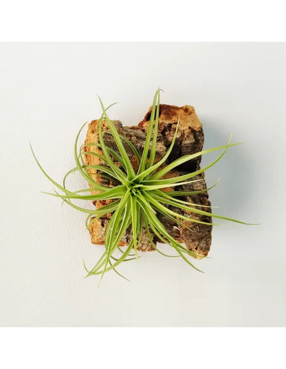 Tillandsia Holm´s Twistem