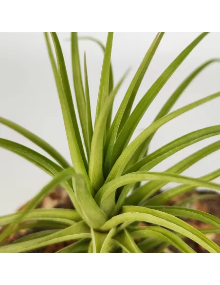 Tillandsia Holm´s Twistem