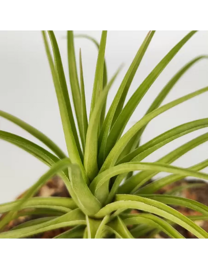 Tillandsia Holm´s Twistem