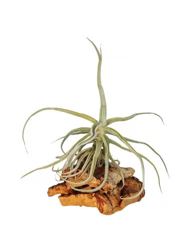 Tillandsia Holm's Unicorn