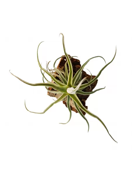 Tillandsia Holm's Unicorn