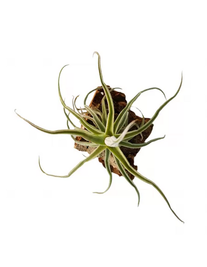 Tillandsia Holm's Unicorn