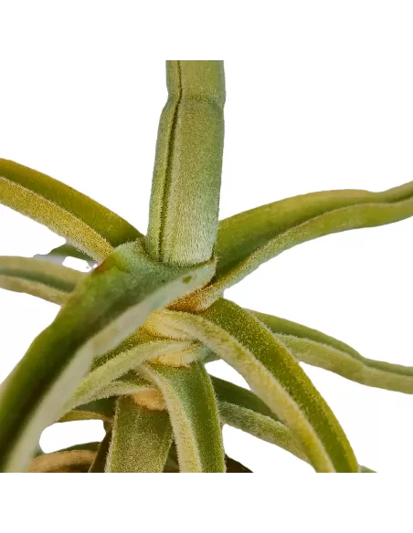 Tillandsia Holm's Unicorn