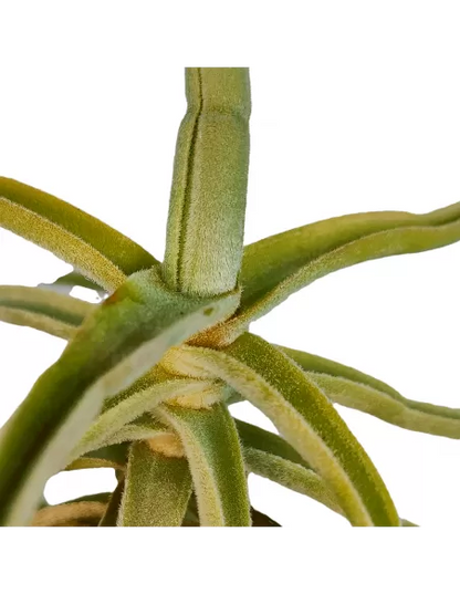 Tillandsia Holm's Unicorn